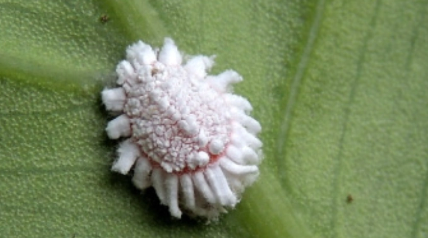 有機防治玫瑰介殼蟲