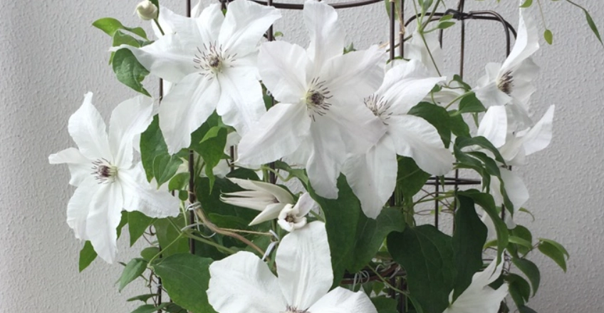 铁线莲种植分类