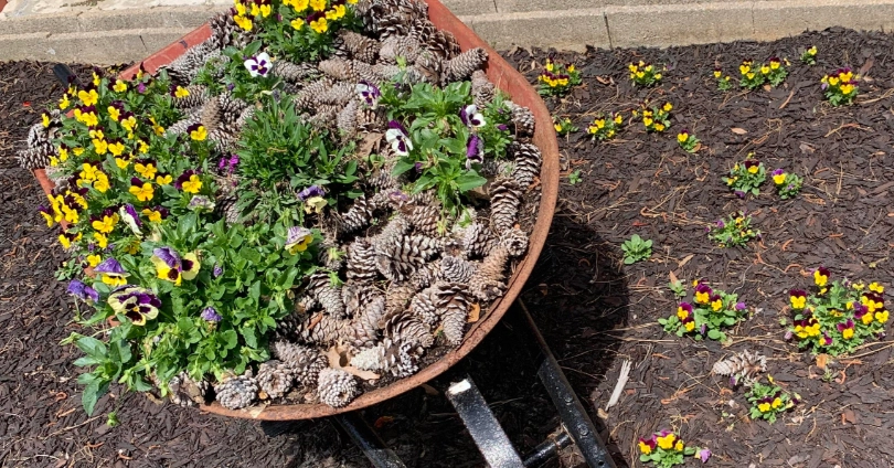 三色堇救活方法