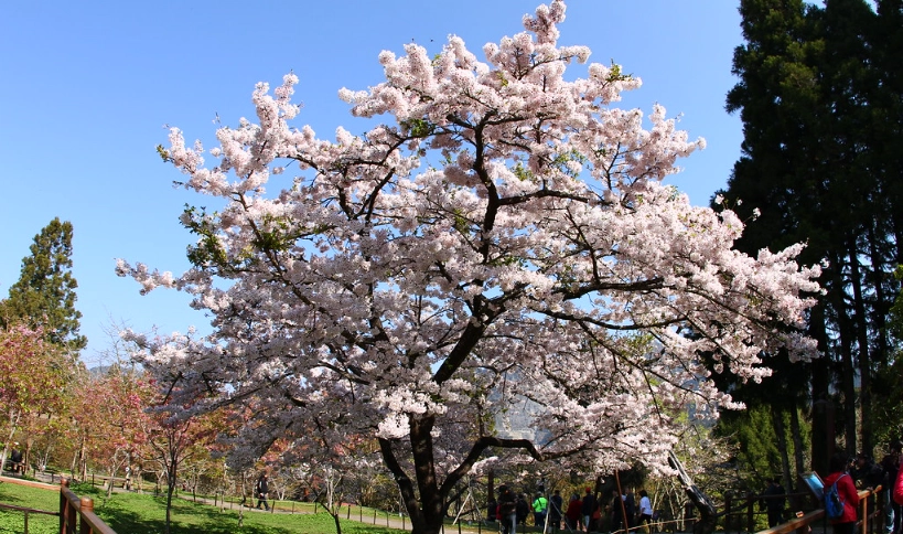 吉野櫻花期台灣
