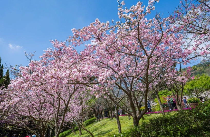 陽明山賞櫻