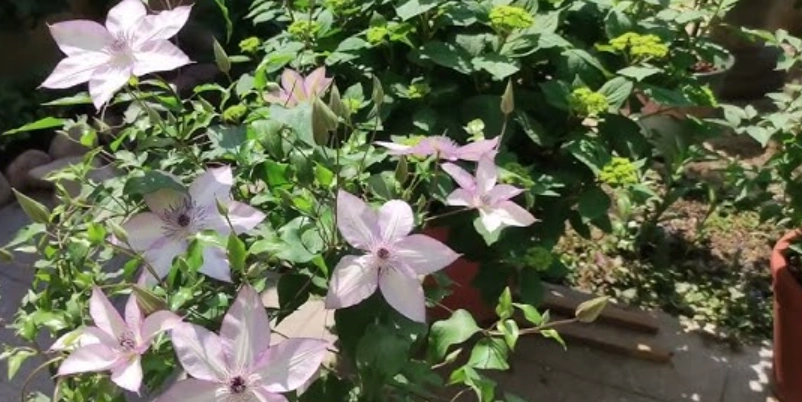 鐵線蓮栽培技巧