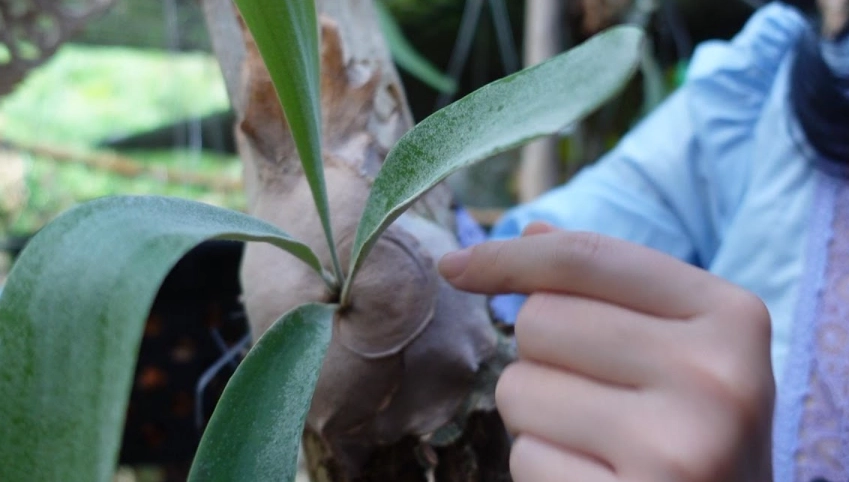 鹿角蕨養護技巧