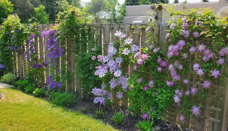 鐵線蓮種植方法