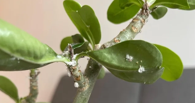 玫瑰介殼蟲防治