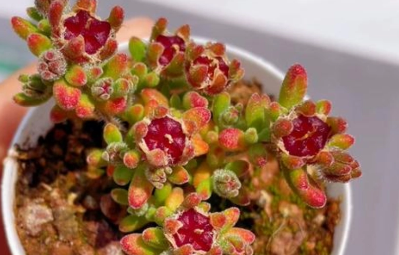 紅寶石枝幹番杏 病害