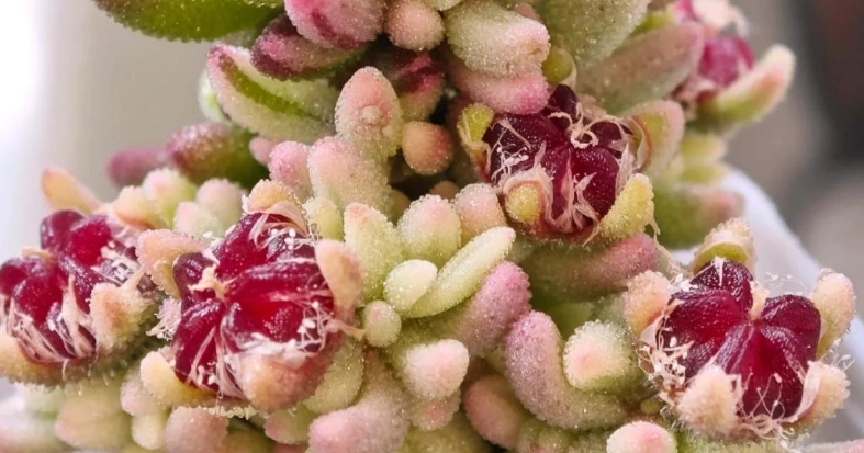 紅寶石枝幹番杏 病害