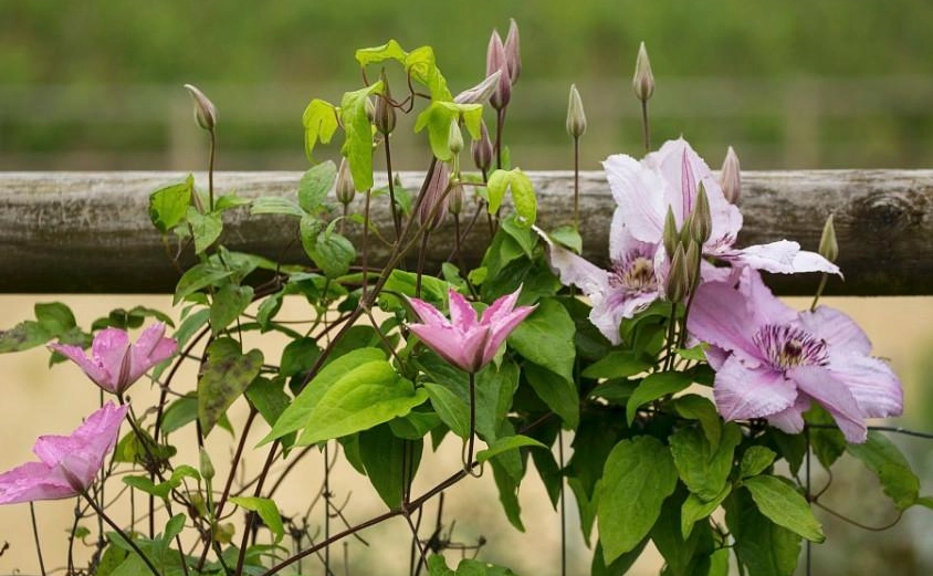 鐵線蓮養護常見問題