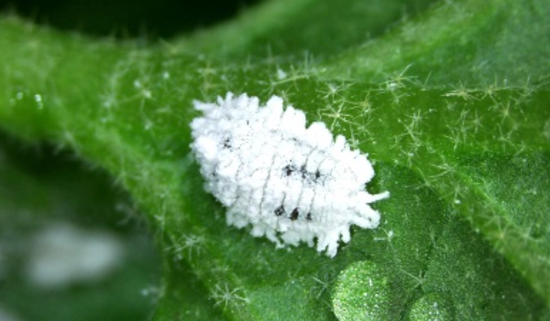 玫瑰介殼蟲症狀