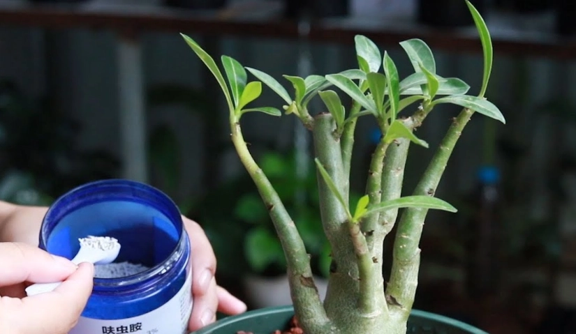 有機防治玫瑰介殼蟲