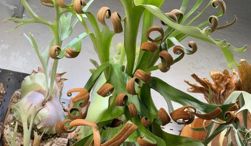 鹿角蕨養護技巧