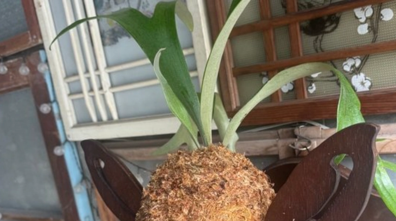 鹿角蕨病害處理