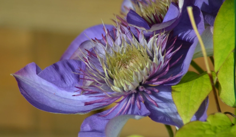 紫色鐵線蓮種植