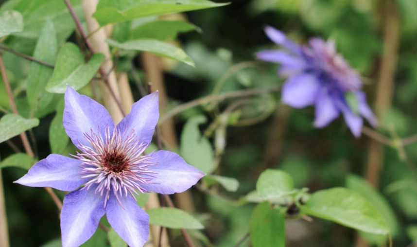 紫色鐵線蓮種植