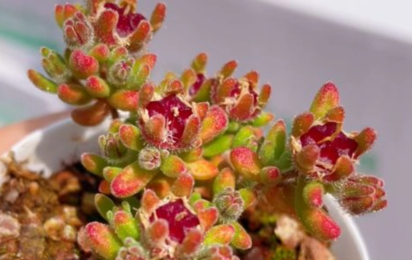 紅寶石枝幹番杏 种植