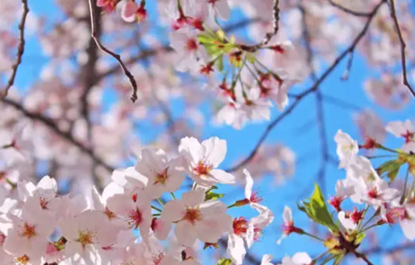 台灣吉野櫻景點