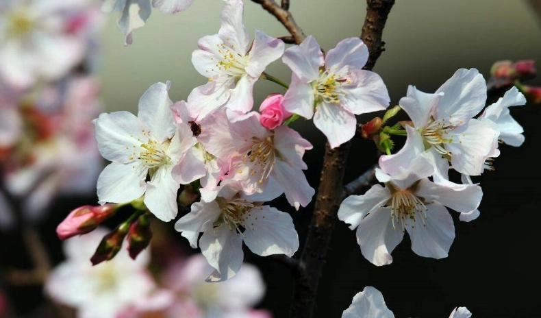 吉野櫻花期台灣