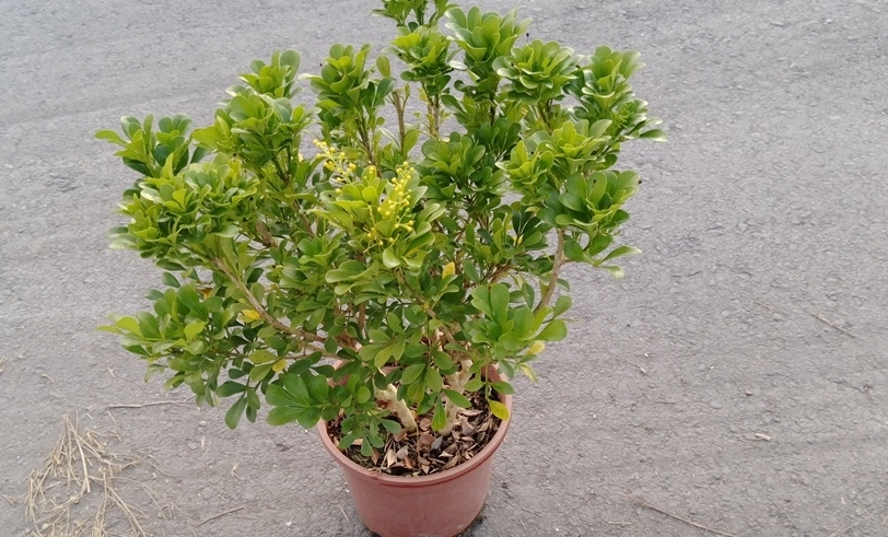 樹蘭病蟲害防治