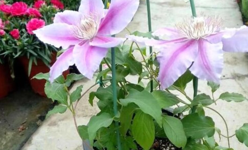 鐵線蓮養護常見問題