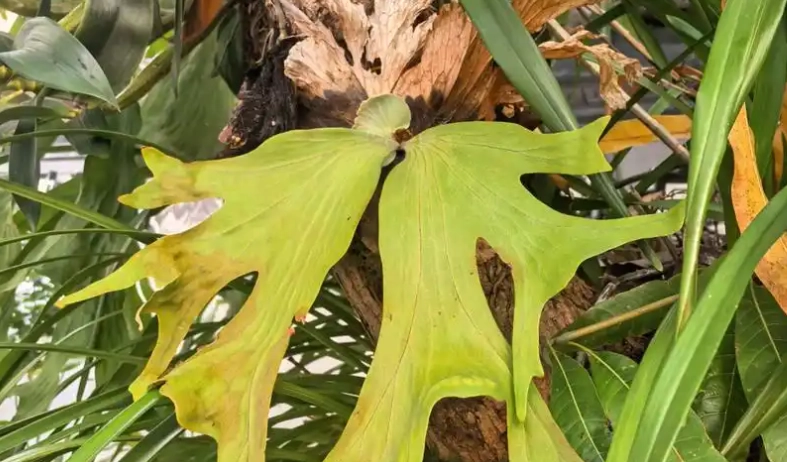 鹿角蕨病害處理