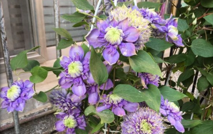 铁线莲蓝光品种