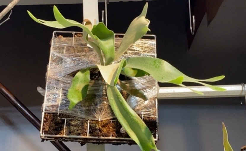 鹿角蕨生長問題