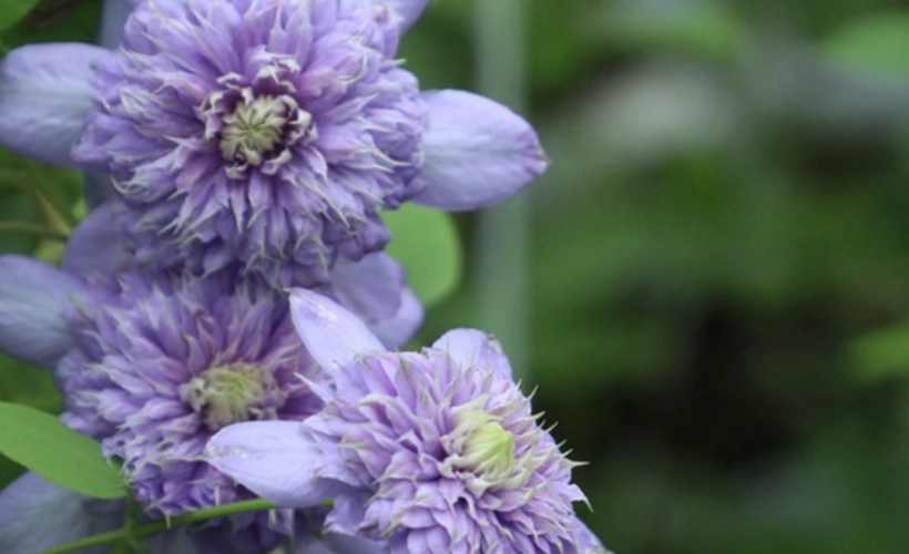 铁线莲蓝光养护