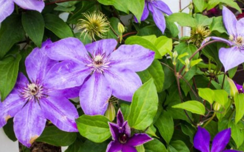 铁线莲花期管理