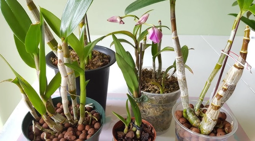 蘭花照顧常見問題