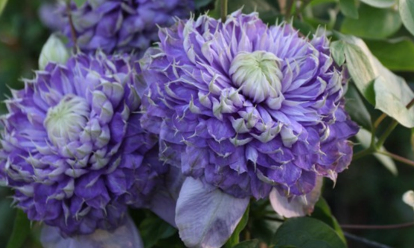 铁线莲蓝光品种