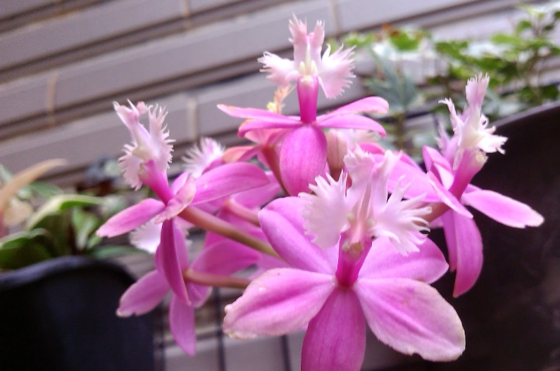 蘭花照顧常見問題