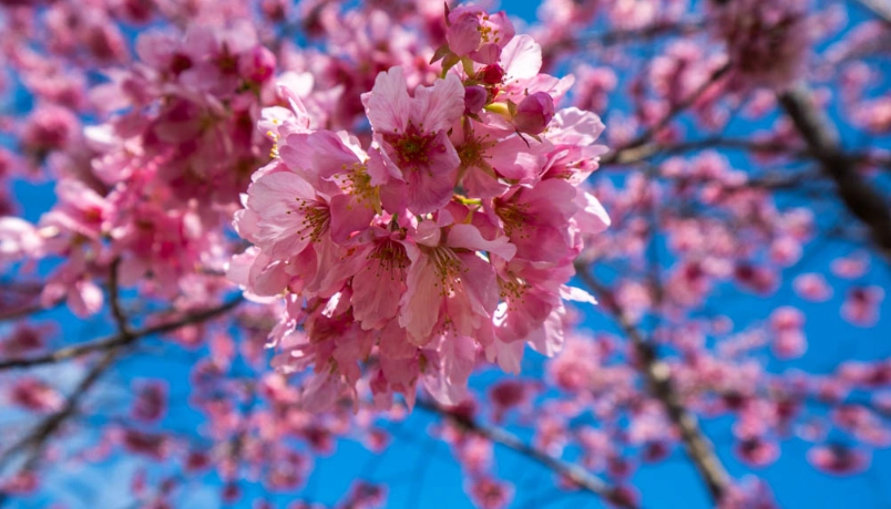 樱花开花时间预测