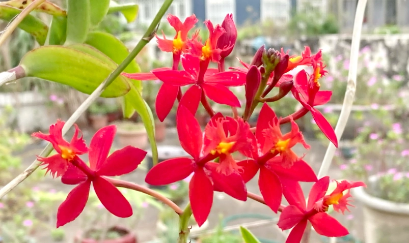 蘭花照顧常見問題