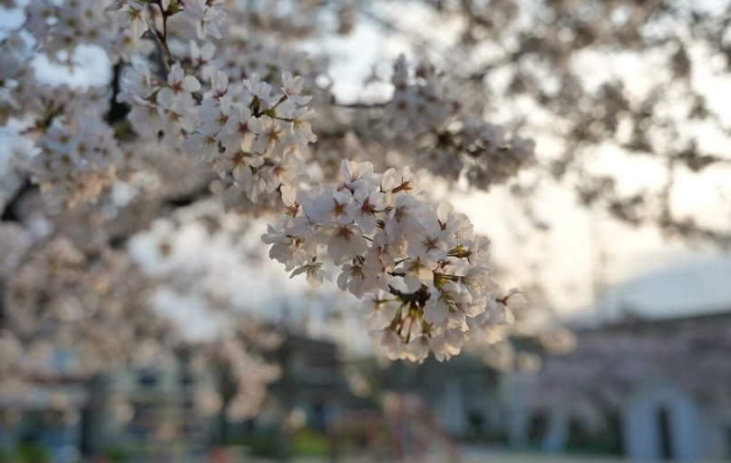 名古屋櫻花季節
