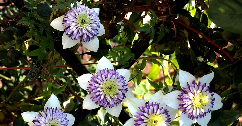 鐵線蓮新幻紫養護