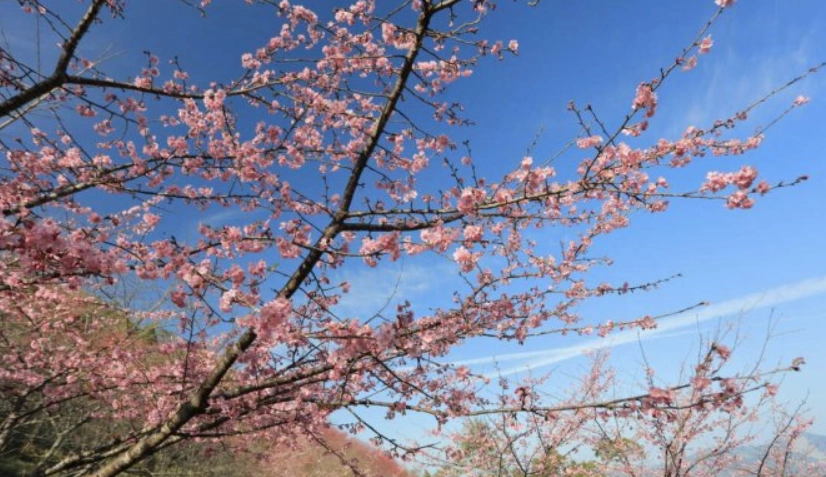 台湾樱花开花时间