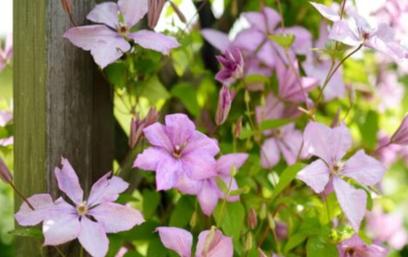 铁线莲开花季节