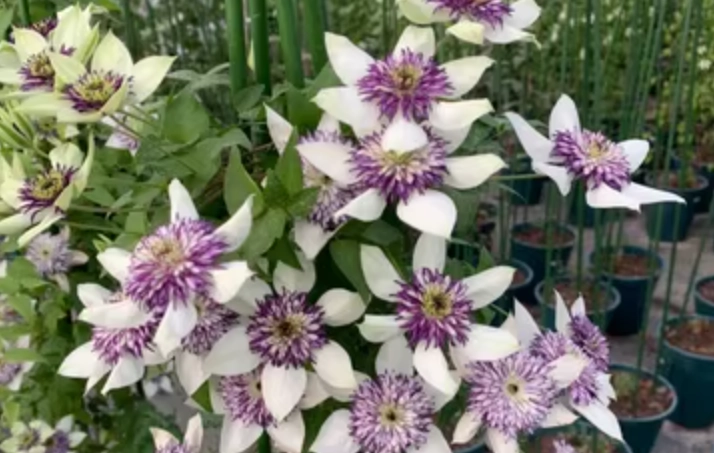 鐵線蓮新幻紫養護