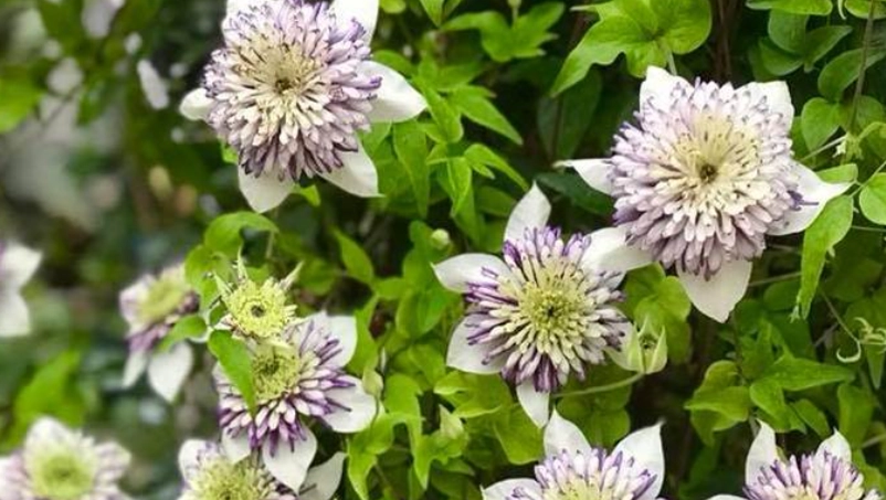 鐵線蓮新幻紫品種