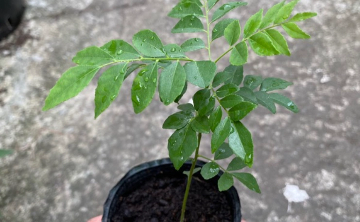 九里香樹病蟲害