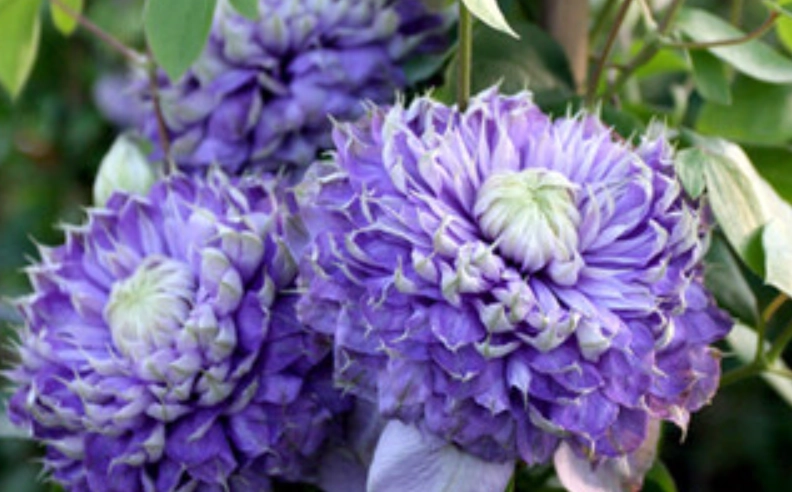 铁线莲蓝光养护