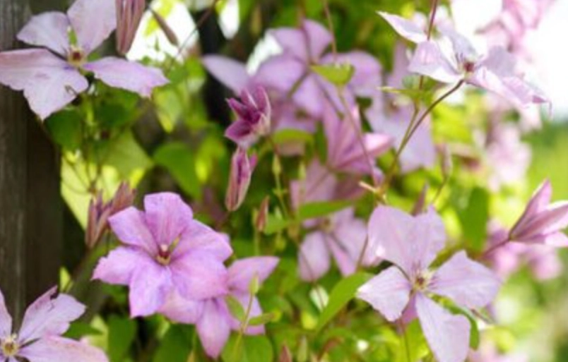 鐵線蓮開花季節