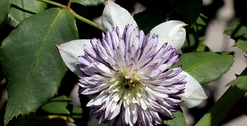 鐵線蓮新幻紫種植