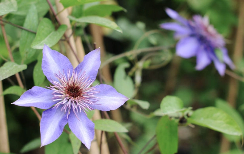 铁线莲开花季节