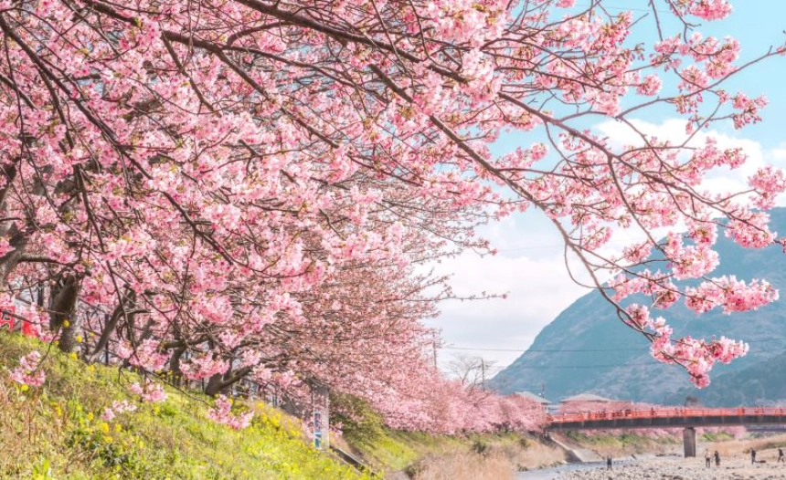 伊豆河津櫻花期