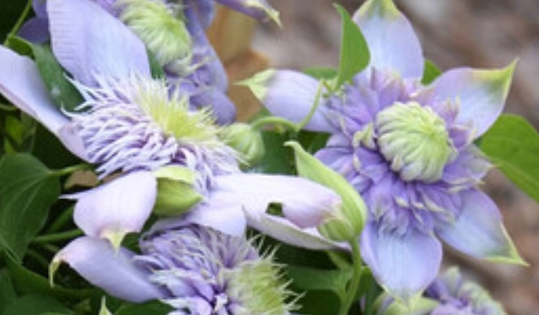 铁线莲蓝光养护