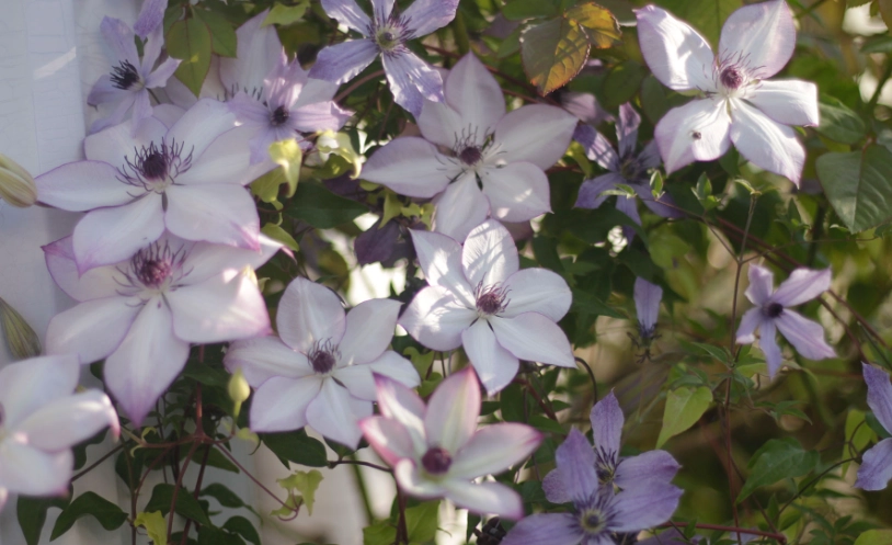 鐵線蓮開花季節