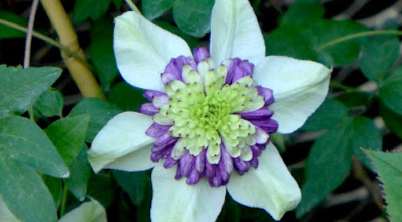 鐵線蓮新幻紫種植