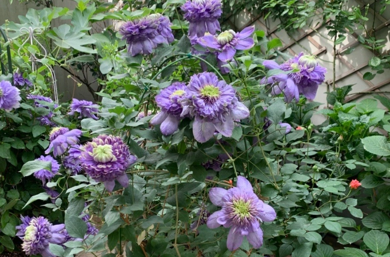 铁线莲蓝光种植