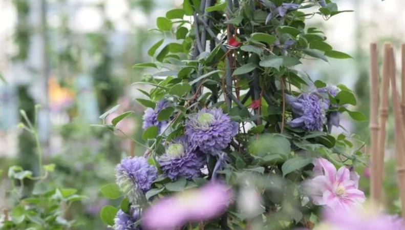 铁线莲蓝光种植